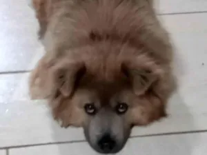Cachorro ra a Chow Chow idade 4 anos nome Apollo