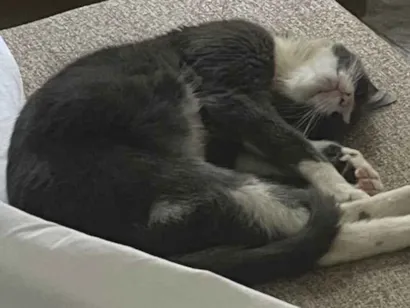 Gato raça SRD-ViraLata idade 2 a 6 meses nome Princesa Lili 