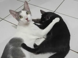 Gato raça SRD-ViraLata idade 1 ano nome Bolota e Pretinha
