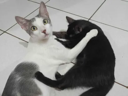 Gato raça SRD-ViraLata idade 1 ano nome Bolota e Pretinha