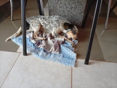 Cachorro raça SRD-ViraLata idade 3 anos nome Não coloquei nome ainda 