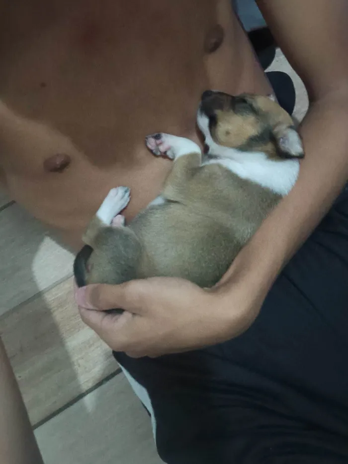 Cachorro ra a Pinscher idade Abaixo de 2 meses nome Bela