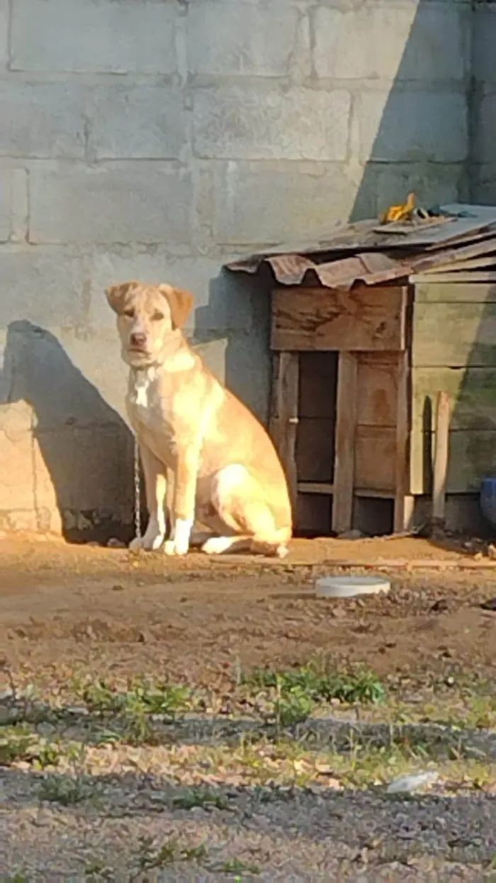 Cachorro ra a SRD-ViraLata idade 7 a 11 meses nome Pipoca 