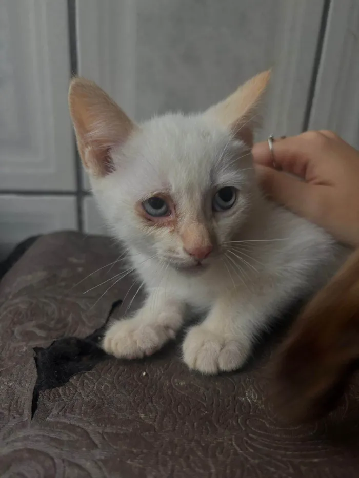 Gato ra a SRD-ViraLata idade Abaixo de 2 meses nome Sem nome