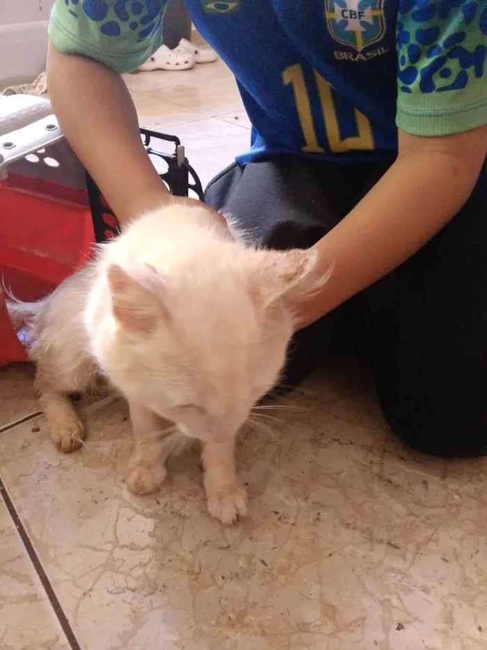 Gato ra a SRD-ViraLata idade 2 anos nome olaf