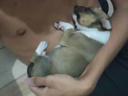 Cachorro raça Pinscher idade Abaixo de 2 meses nome Bela