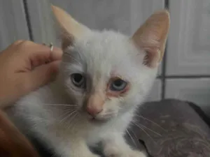 Gato ra a SRD-ViraLata idade Abaixo de 2 meses nome Sem nome