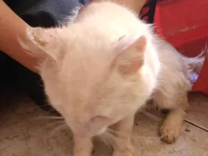 Gato raça SRD-ViraLata idade 2 anos nome olaf