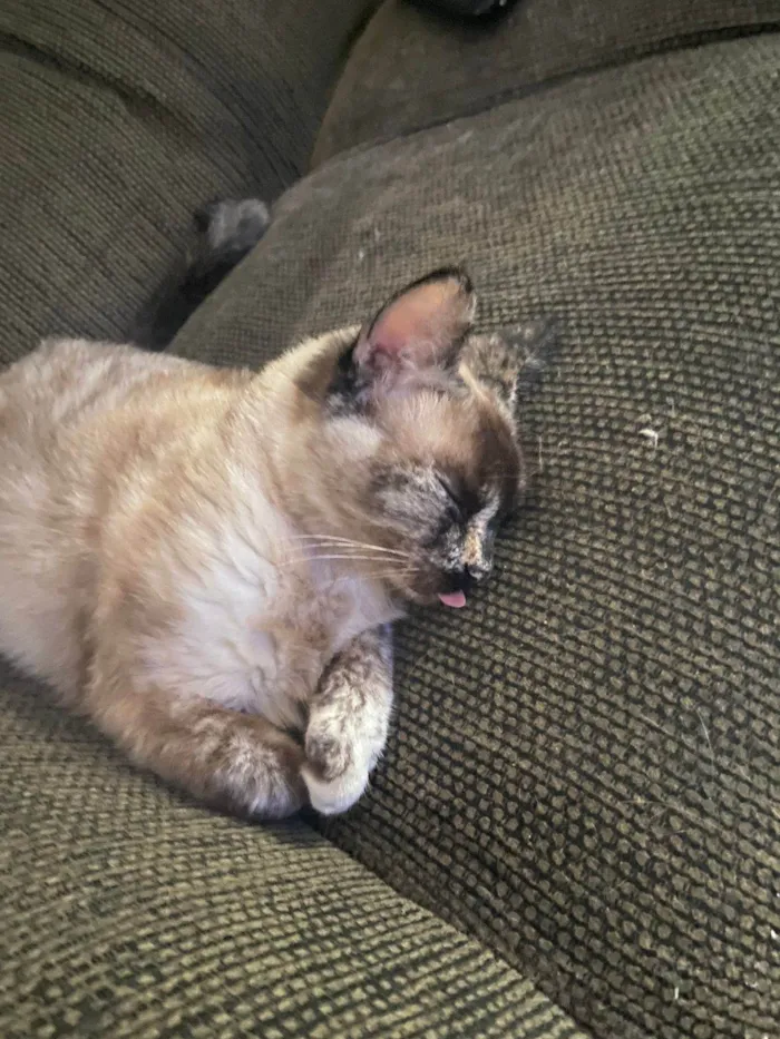 Gato ra a SRD-ViraLata idade 3 anos nome Aria 