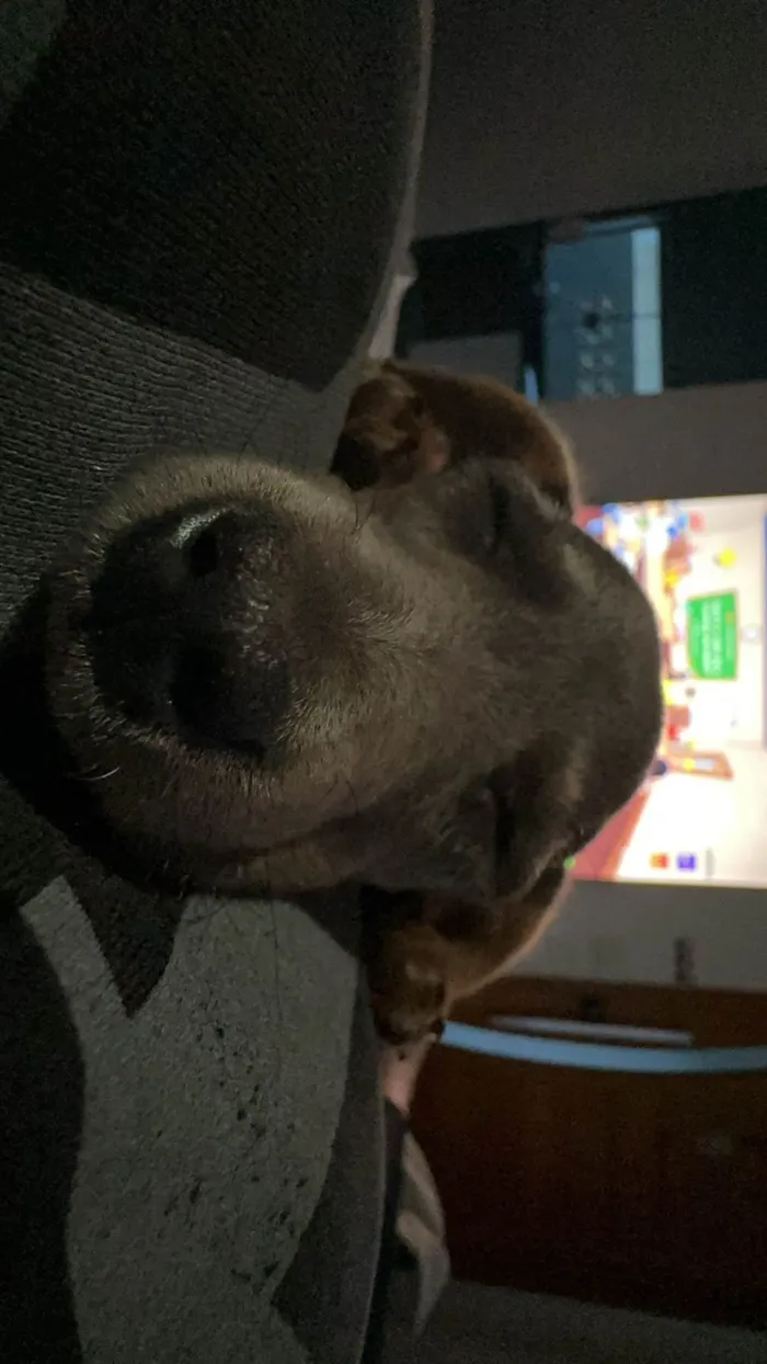 Cachorro ra a SRD-ViraLata idade Abaixo de 2 meses nome Diana Orsi