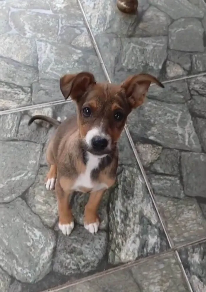 Cachorro ra a SRD-ViraLata idade 2 a 6 meses nome Filhotes