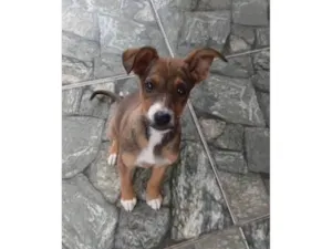 Cachorro raça SRD-ViraLata idade 2 a 6 meses nome Filhotes