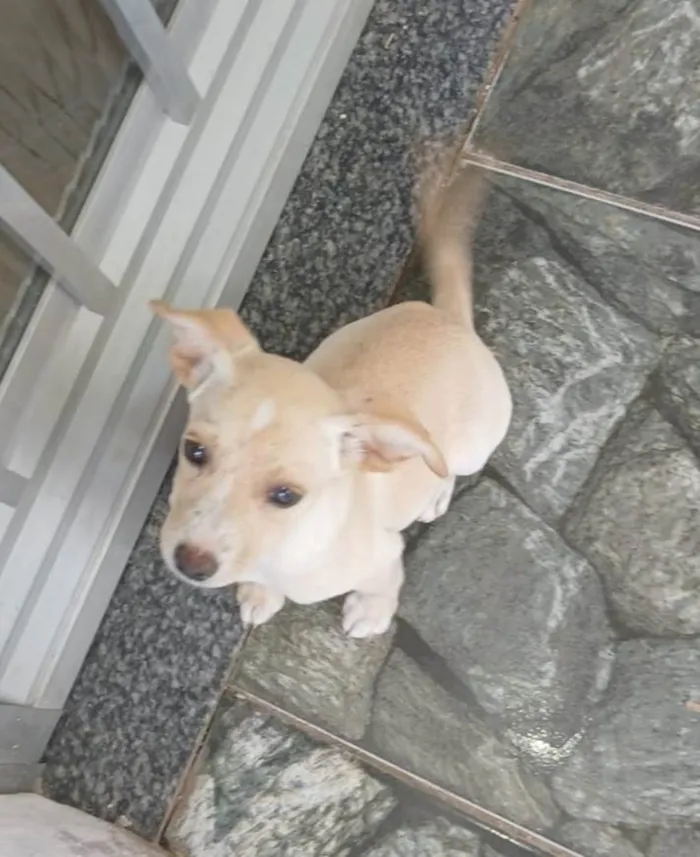 Cachorro ra a SRD-ViraLata idade 2 a 6 meses nome Filhotes