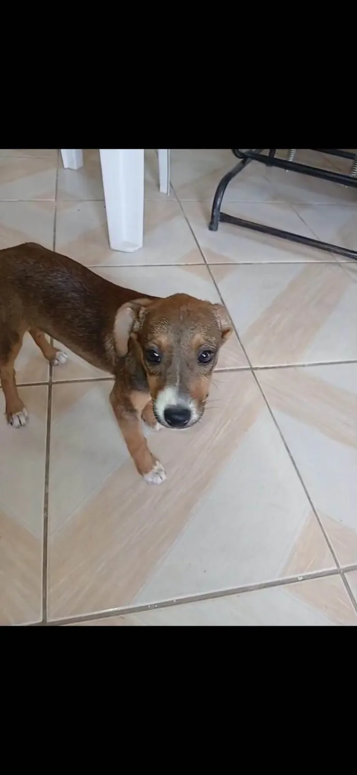 Cachorro ra a SRD-ViraLata idade 2 a 6 meses nome Filhotes