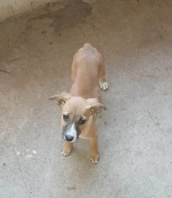 Cachorro ra a SRD-ViraLata idade 2 a 6 meses nome Filhotes