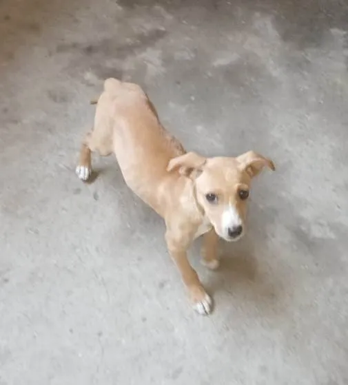 Cachorro ra a SRD-ViraLata idade 2 a 6 meses nome Filhotes