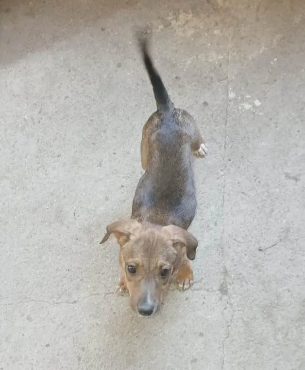 Cachorro ra a SRD-ViraLata idade 2 a 6 meses nome Filhotes