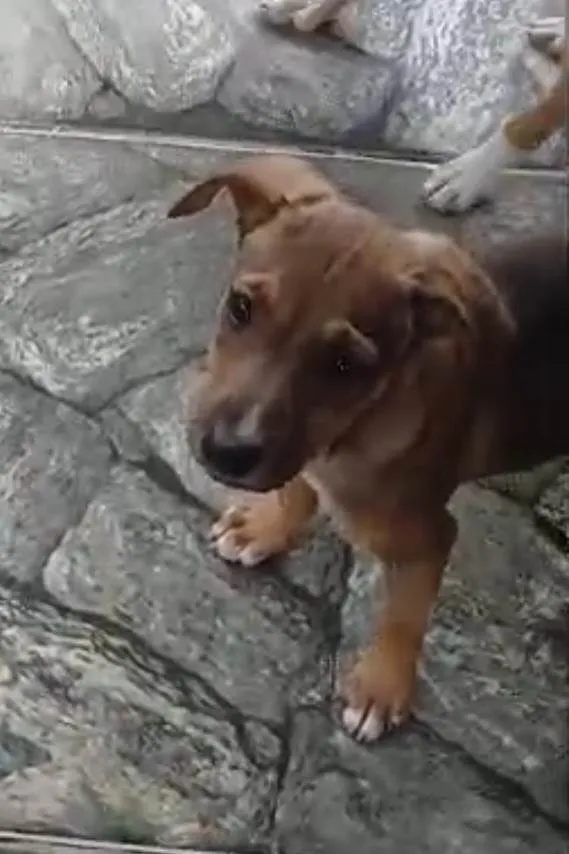 Cachorro ra a SRD-ViraLata idade 2 a 6 meses nome Filhotes