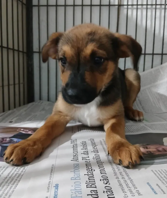 Cachorro ra a SRD-ViraLata idade 2 a 6 meses nome Julinha