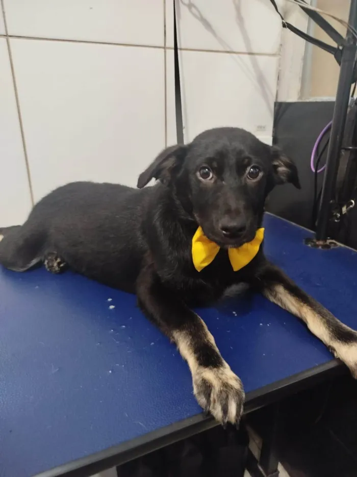 Cachorro ra a SRD-ViraLata idade 7 a 11 meses nome Bebê