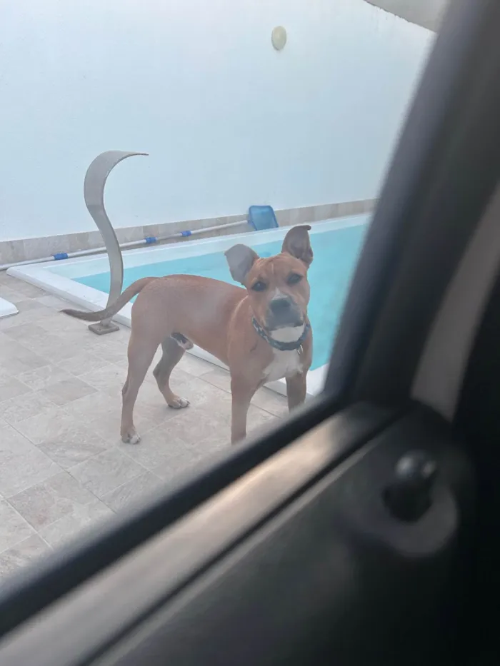 Cachorro ra a Pit-Bull idade 7 a 11 meses nome Maik