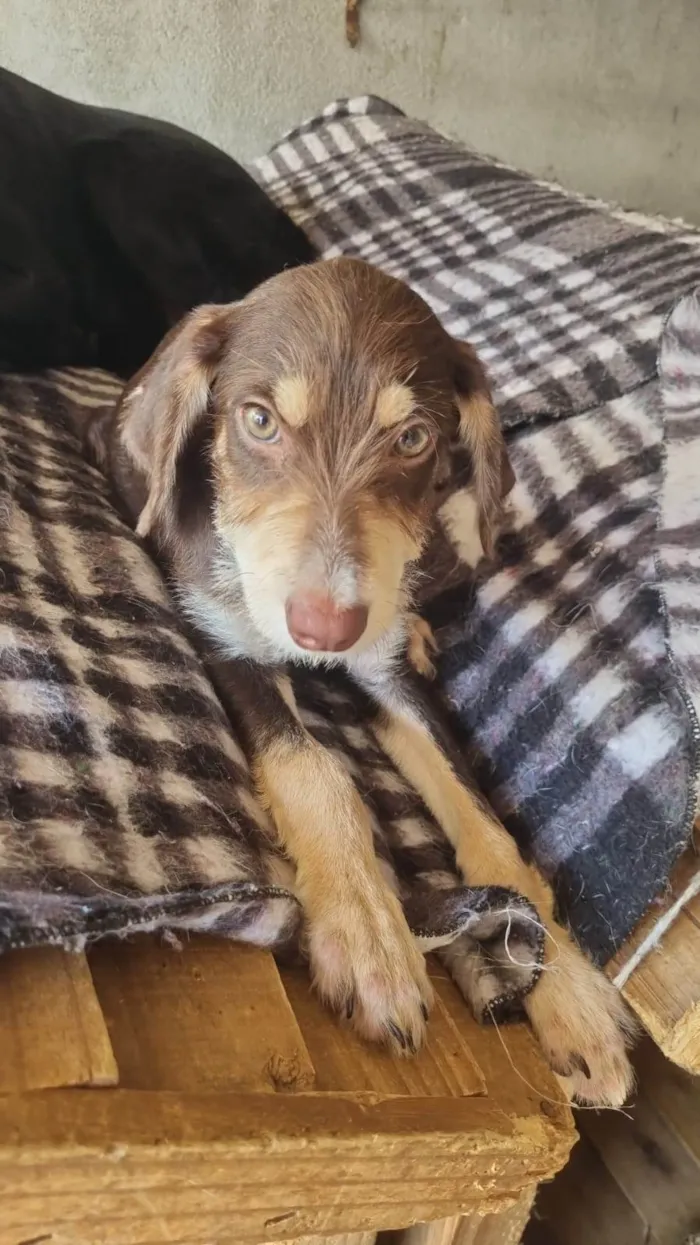 Cachorro ra a SRD-ViraLata idade 2 a 6 meses nome Chokito