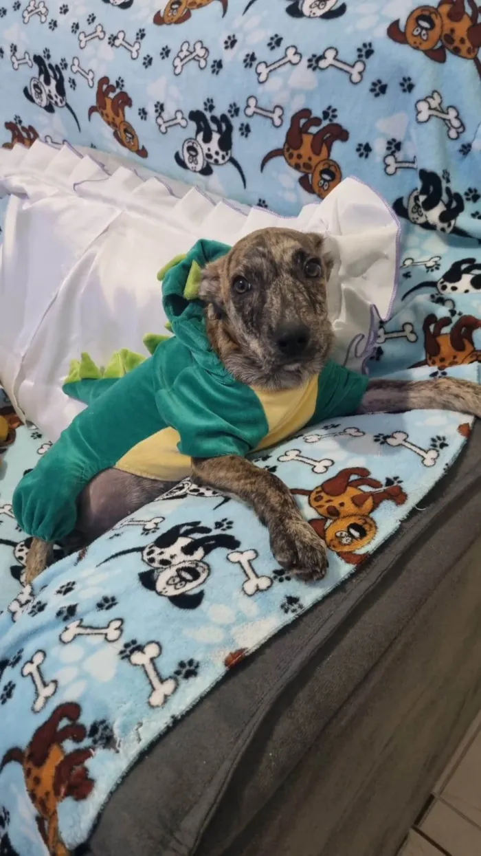 Cachorro ra a SRD-ViraLata idade 2 a 6 meses nome Tigrinho