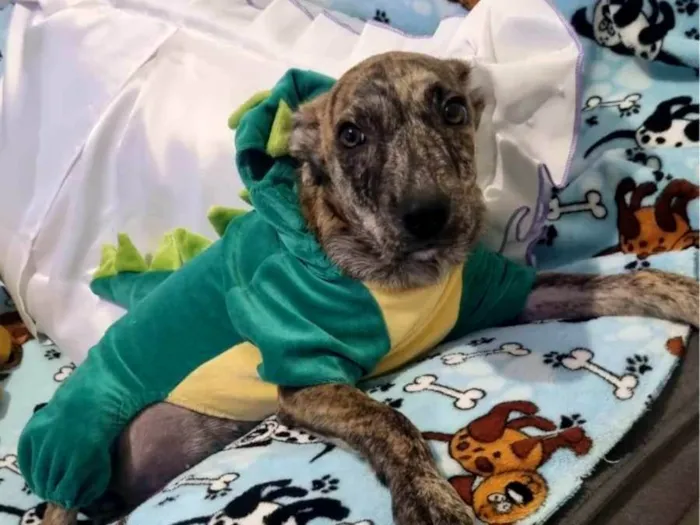 Cachorro ra a SRD-ViraLata idade 2 a 6 meses nome Tigrinho