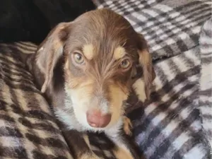 Cachorro raça SRD-ViraLata idade 2 a 6 meses nome Chokito