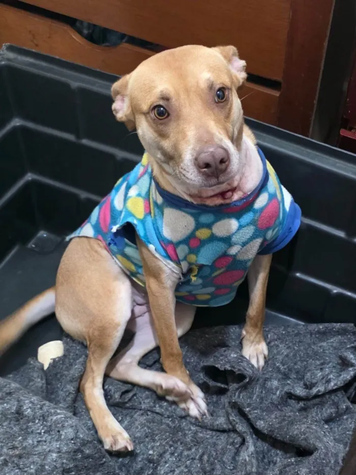 Cachorro ra a SRD-ViraLata idade 1 ano nome Princesa