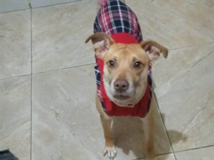 Cachorro ra a SRD-ViraLata idade 1 ano nome Princesa