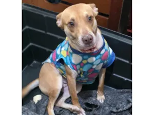 Cachorro raça SRD-ViraLata idade 1 ano nome Princesa