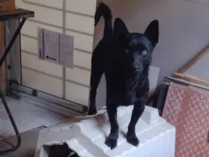 Cachorro ra a SRD-ViraLata idade 3 anos nome Luppy