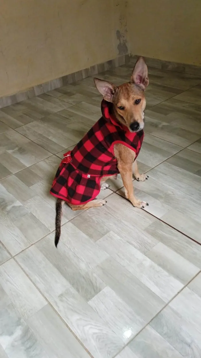 Cachorro ra a SRD-ViraLata idade 1 ano nome Lara