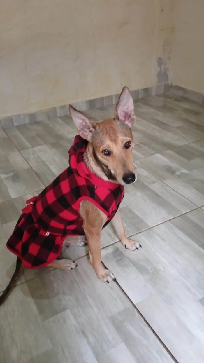 Cachorro ra a SRD-ViraLata idade 1 ano nome Lara