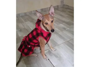 Cachorro raça SRD-ViraLata idade 1 ano nome Lara