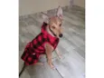 Cachorro ra a SRD-ViraLata idade 1 ano nome Lara