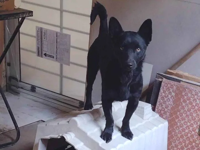 Cachorro ra a SRD-ViraLata idade 3 anos nome Luppy