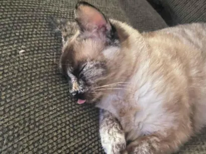 Gato raça SRD-ViraLata idade 3 anos nome Aria 