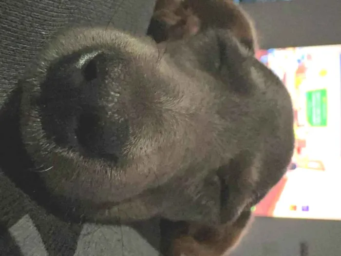 Cachorro raça SRD-ViraLata idade Abaixo de 2 meses nome Diana Orsi