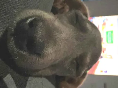 Cachorro raça SRD-ViraLata idade Abaixo de 2 meses nome Diana Orsi