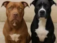 Cachorro ra a Pit-Bull idade 1 ano nome Kira e Kiara 