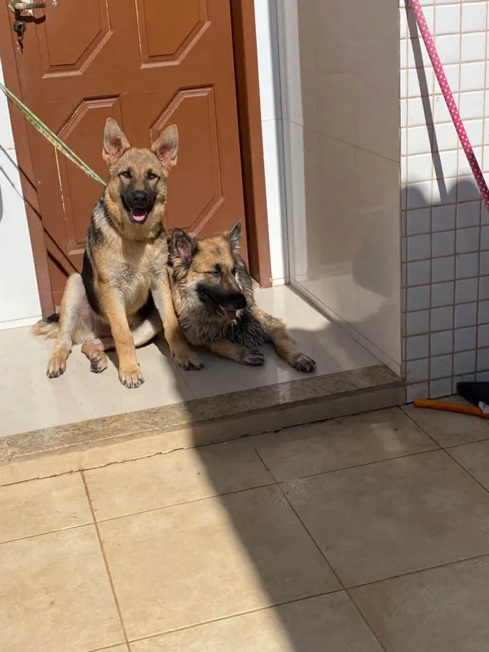 Cachorro ra a Pastor Alemão idade 6 ou mais anos nome Jorge Alves 