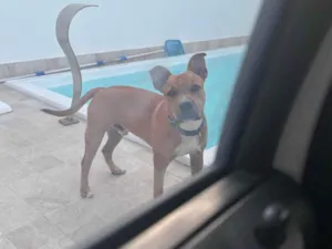 Cachorro raça Pit-Bull idade 7 a 11 meses nome Maik