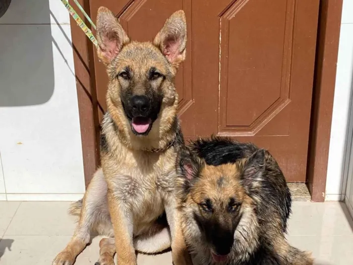Cachorro ra a Pastor Alemão idade 6 ou mais anos nome Jorge Alves 