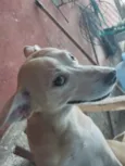 Cachorro ra a SRD-ViraLata idade 6 ou mais anos nome tcheco