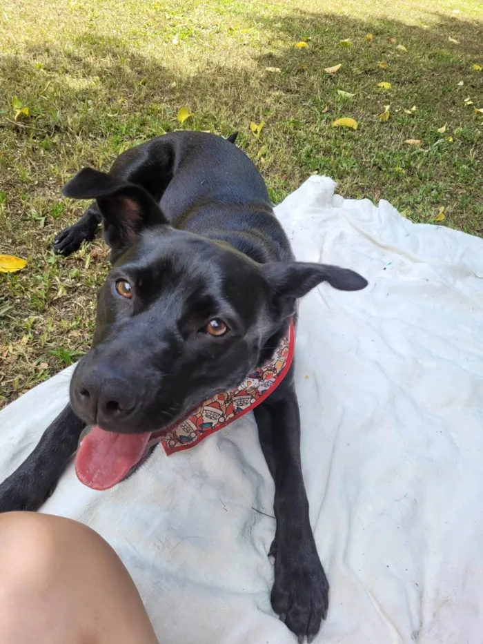 Cachorro ra a SRD-ViraLata idade 3 anos nome Pandora