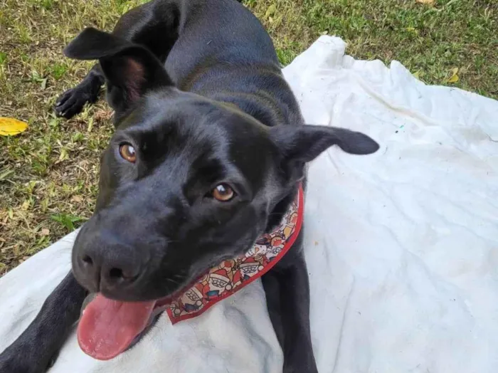 Cachorro ra a SRD-ViraLata idade 3 anos nome Pandora