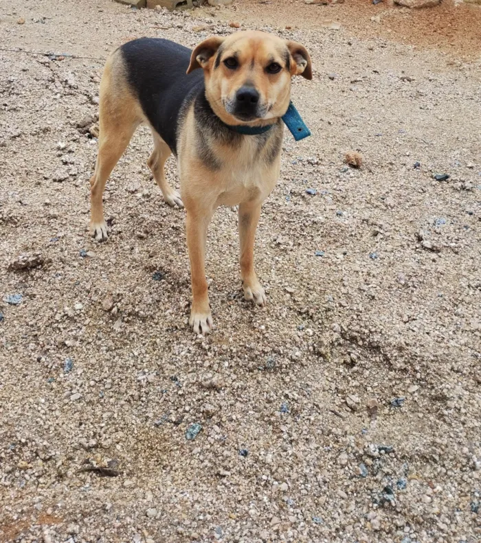 Cachorro ra a SRD-ViraLata idade 2 anos nome Ted