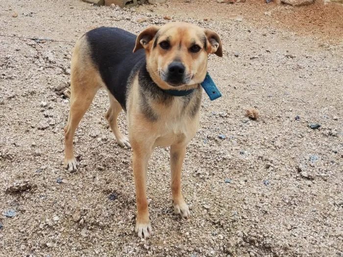 Cachorro ra a SRD-ViraLata idade 2 anos nome Ted